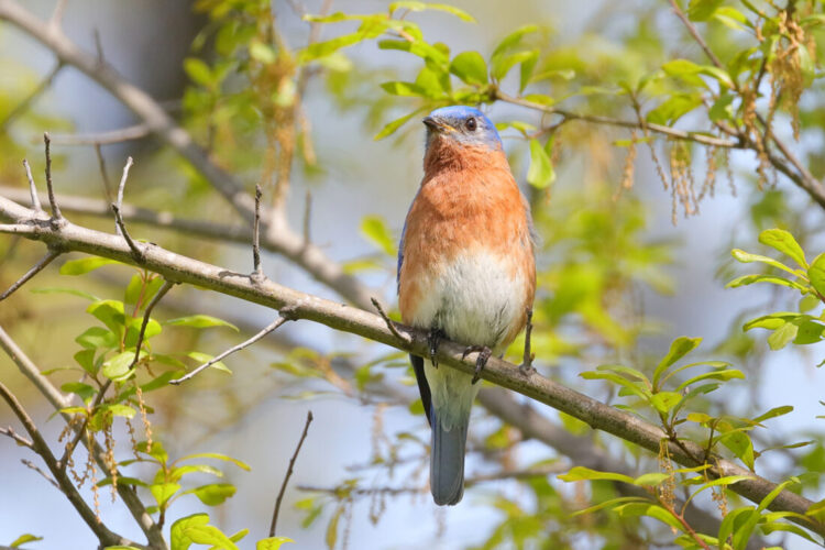 Landscaping for Birds